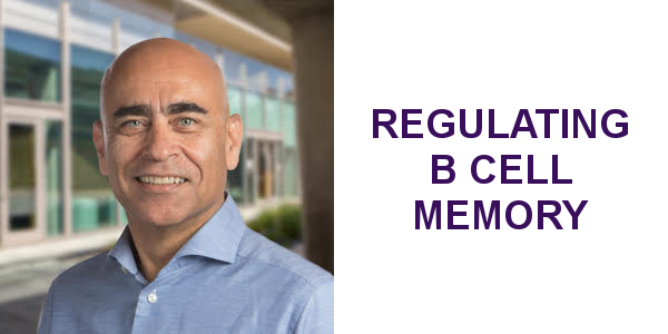lajollaic's tweet photo. Meet Michael McHeyzer-Williams @mmw_lmw, one of the invited speakers and appointed committee members of the #LJIC.
His #research focuses on the regulation of B cell memory by specialized helper T cells. Learn more about his research at his lecture on Thursday, October 17th! https://t.co/PI2gbC51hG