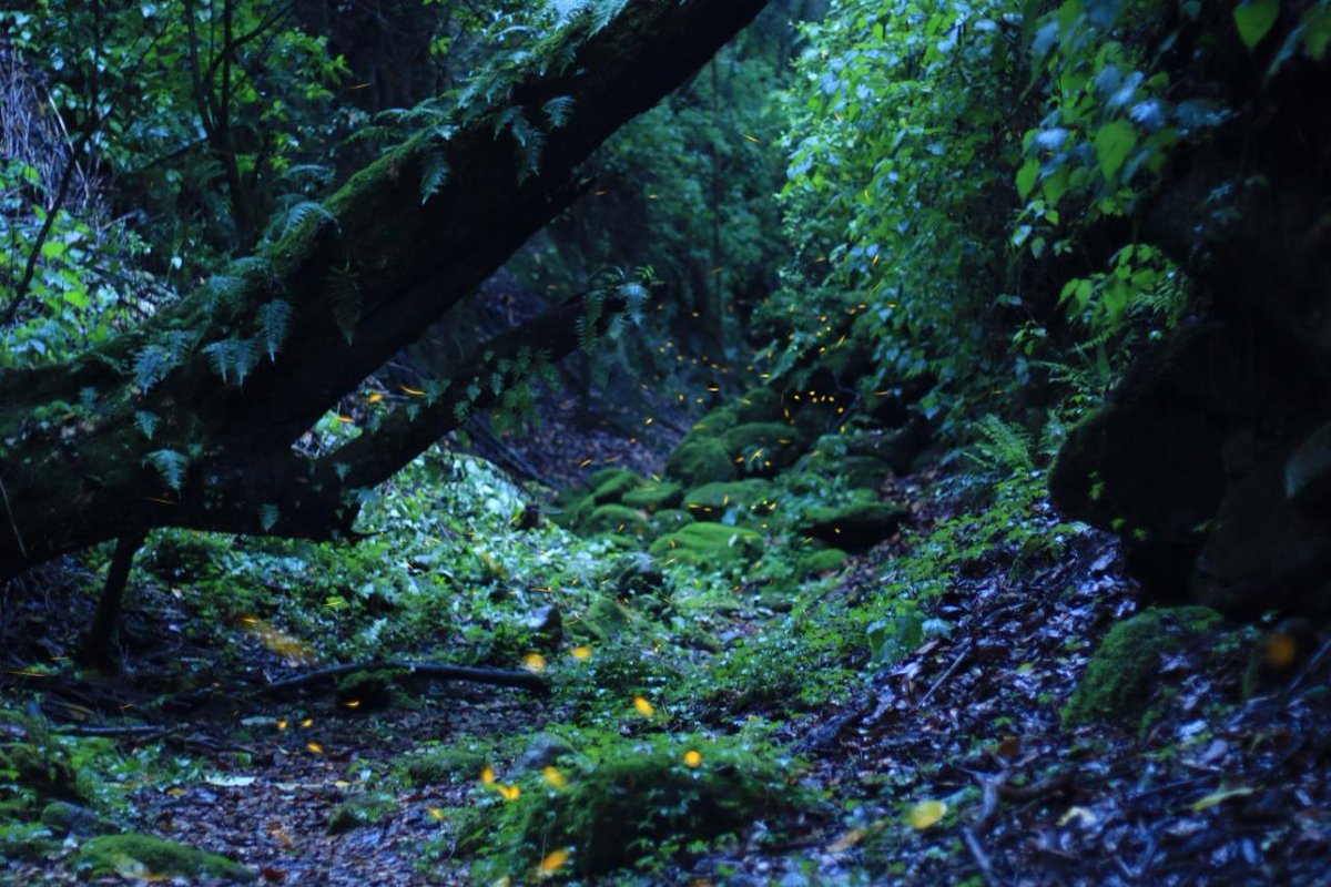 JetNewsMX's tweet photo. El Santuario Bosque Esmeralda ubicado en Amecameca, Estado de México, ofrece durante los meses de junio a agosto, un espectáculo natural de luz en medio de la noche. El “avistamiento de Luciérnagas” es definitivamente una de las escenas nocturnas más bellas de México. https://t.co/8y4HFFo8hY