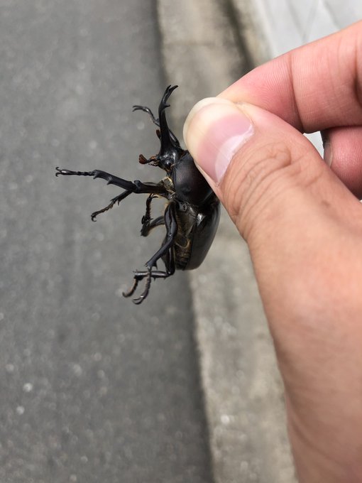 カブトムシのtwitterイラスト検索結果 古い順