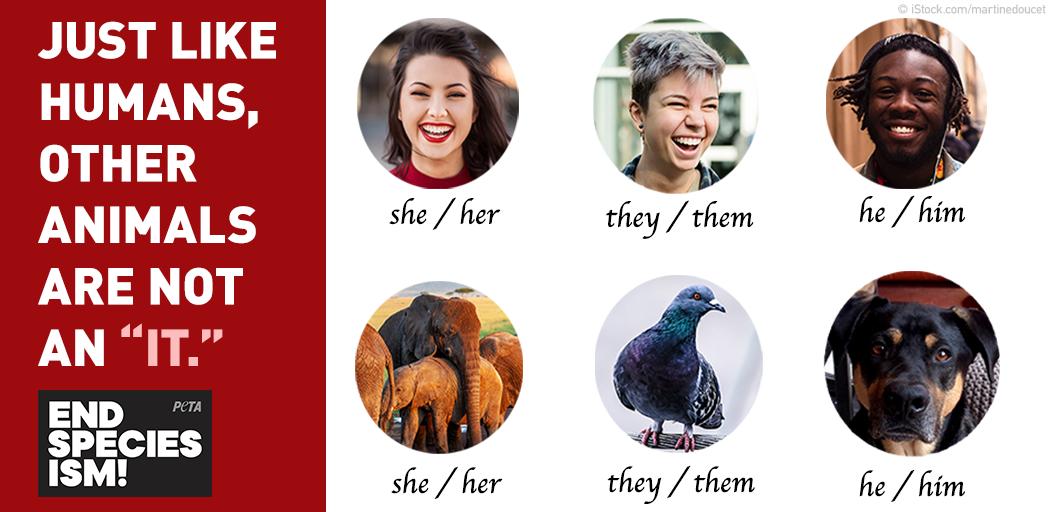 PETA on Twitter: PETA on Twitter: