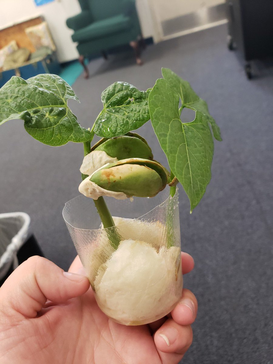 HCPS_dthomas's tweet photo. Our middle school students are enjoying a summer of learning. They’ve been reading “Seedfolks” and decided to take it a step further and grow their own seed folks 😀 #projectfun #studentengagement @HCPSArea3 @Jeff_Eakins https://t.co/K1sRn2EzIW
