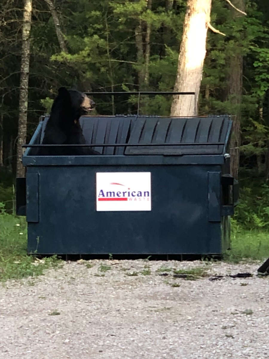 TimChilcote's tweet image. Momma bear made herself at home in the taco truck dumpster. She's staying. #Grayling 🐻🌮