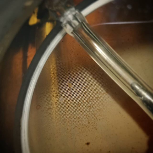 OVAS_CA's tweet image. We have habrosus fry! Hopefully I can keep this little guy going. #canyouseeit #ottawavalleyaquariumsociety  #OVAS  #habrosuscoryadoras #fingerscrossed ift.tt/2LbzZhk