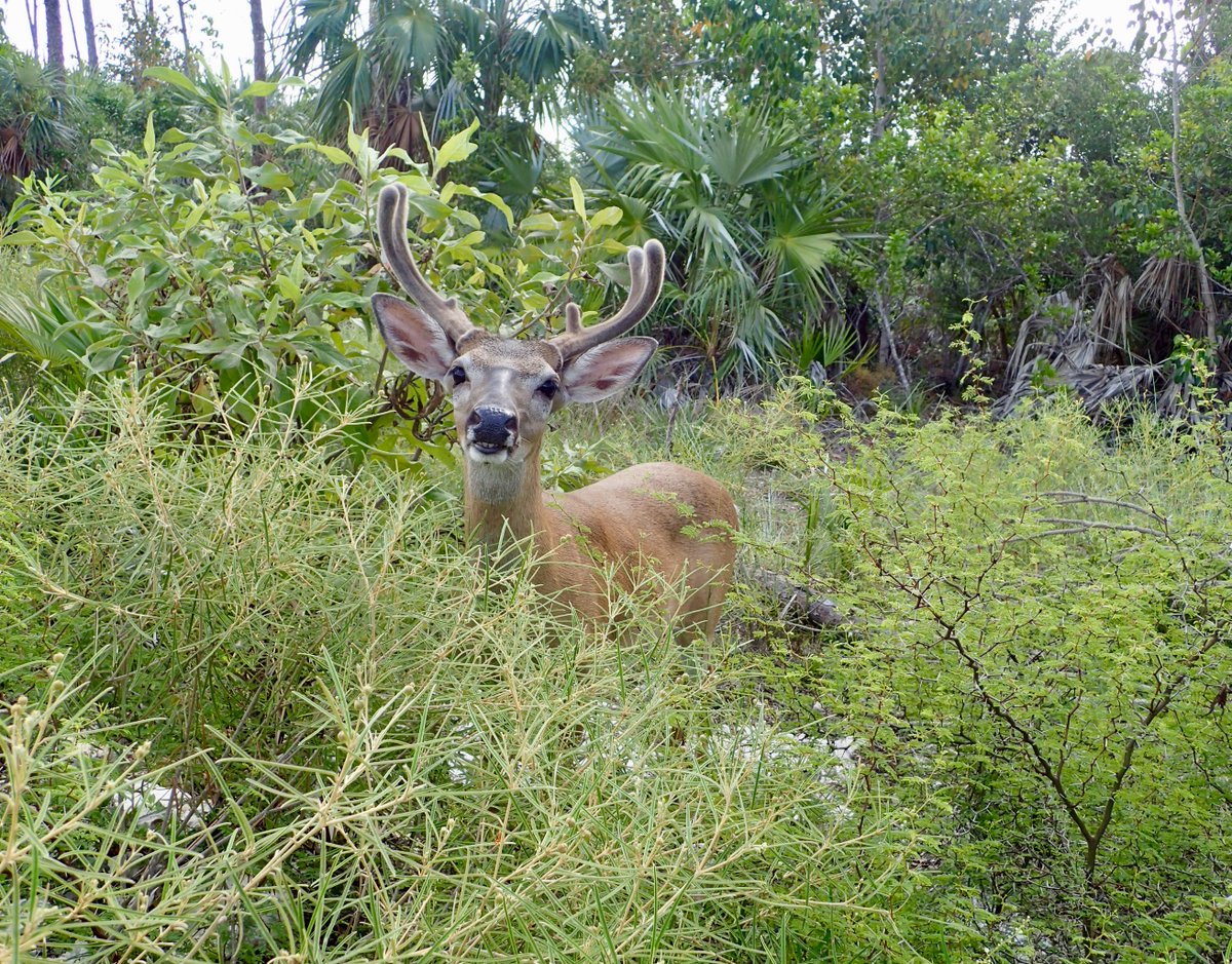 swamphiker's tweet image. This Key deer tagged along on some plant demography surveys today. Cute but problematic behavior that happens when people feed them. Don't feed wildlife! #KeyDeer #BigPineKey