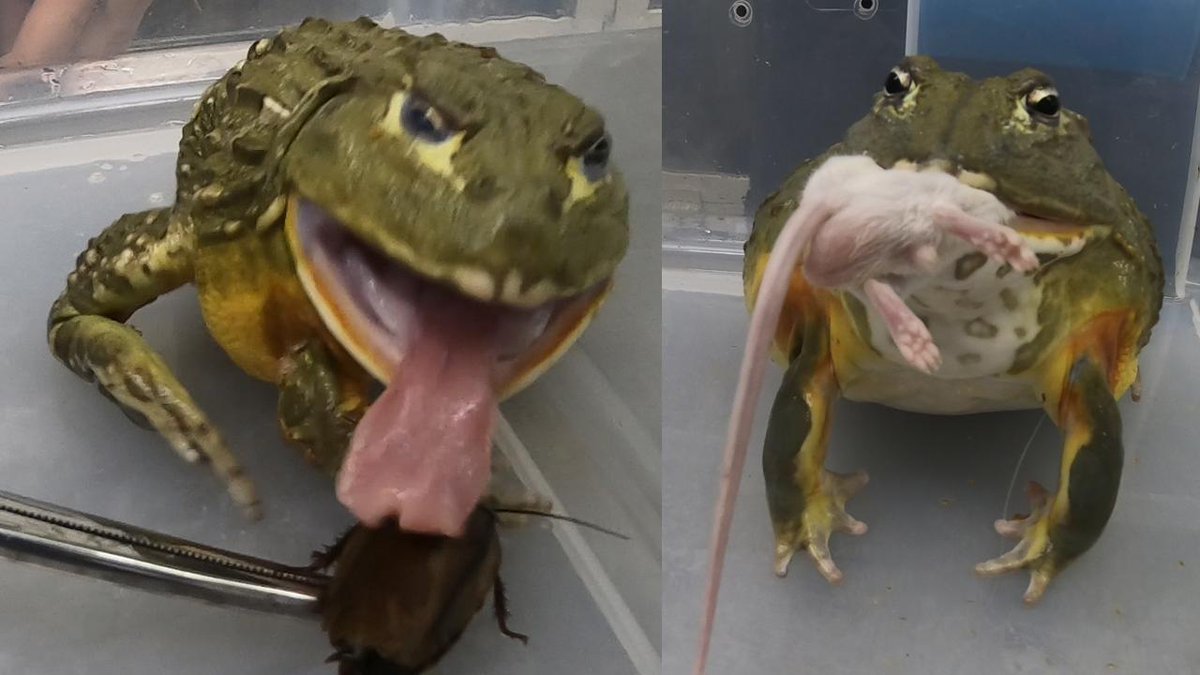 WHAT WONT THIS FROG EAT?
youtu.be/2vjAXpF1_kc