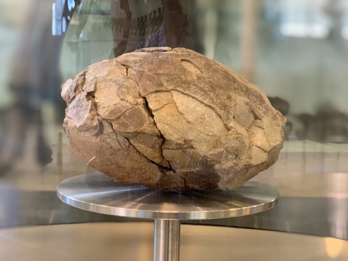 AMNH's tweet photo. Would you guess this rock is a fossilized dino egg? Many dino eggs like this have been discovered in s. France, dating from ~68 mil yrs ago. The most common sauropod found in this area is Hypselosaurus. Thus, paleontologists have concluded that the eggs belong to Hypselosaurus.🦕 https://t.co/IhmhyJtfQI