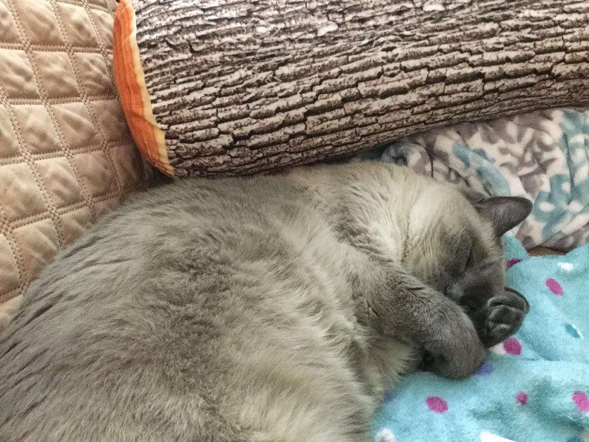 WARNING! GRAPHIC PHOTO:  NOT SUITABLE FOR ALL VIEWERS.  Oliver was almost crushed by a falling log today on the #TourDeCouch.  The accident woke him up for almost 20 seconds.  He will be back on the #Tour tomorrow.  #LeTour  #Tour2019  #DangerFallingObjects  #RIskySport