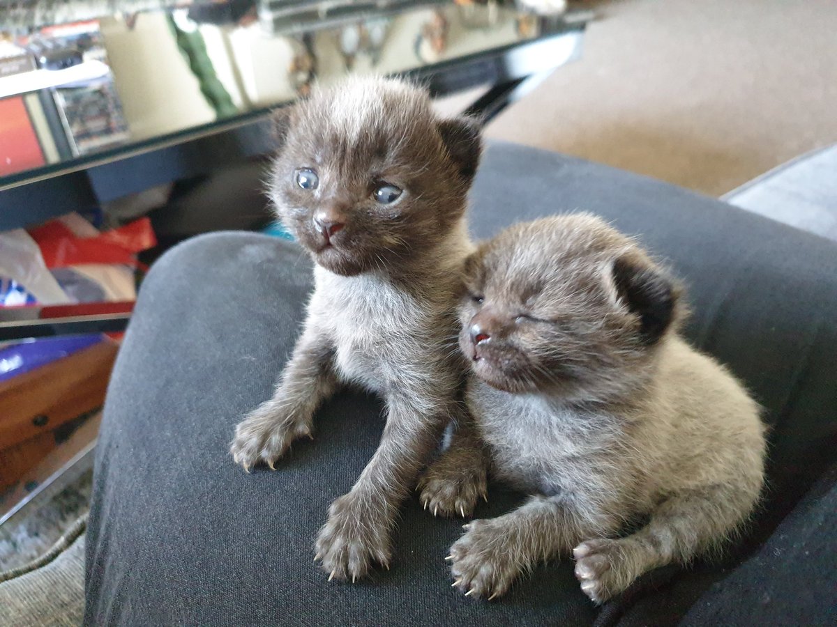 kernowghosts's tweet photo. Very excited to welcoming these two little beauty's to our family this summer! #Kittens #Cats #greycats #summerholidays #FamilyPets #Excited https://t.co/9OJ52CJ9VR