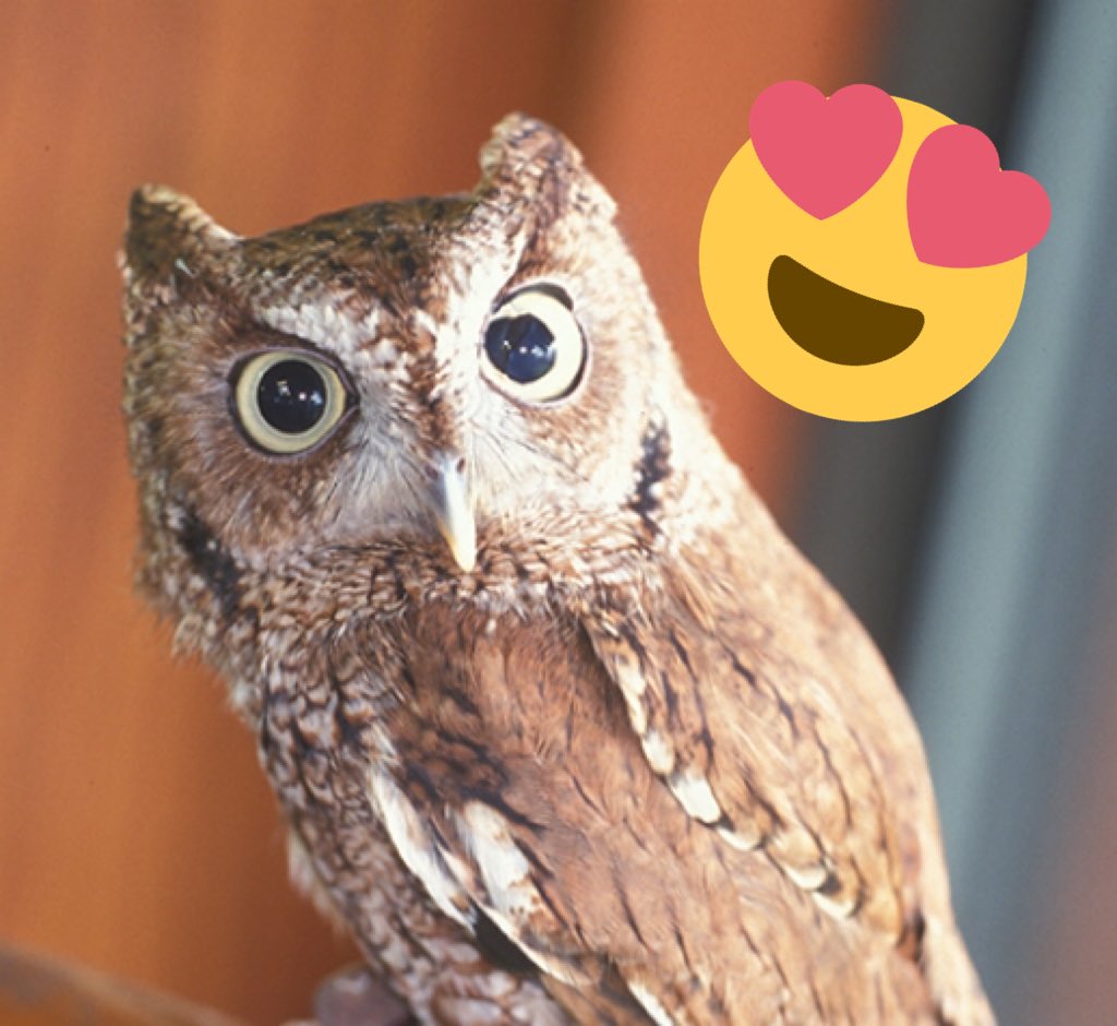 Screech and screech. Megascops сова. Screech. сова. Screech.