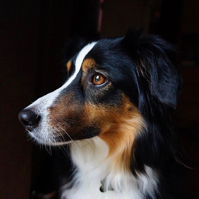 Say Hi to today's 🐶 Pup Doggy Dog! Tag a friend who ❤ loves dogs! Courtesy of @lillytheaussie Tag us ❤ in your #dog photos & use #pupdoggydog to be featured ift.tt/30lvzrE