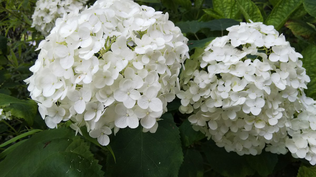 馬場 夏紀 以前 投稿した紫陽花が黄緑から白に変わっています 七変化という別名があるように不思議な魅力を持つ植物だと思います 紫陽花 アジサイ あじさい 黄緑 白 変わる 七変化 手鞠花 刺繍花 不思議 魅力 梅雨 雨 素敵 T