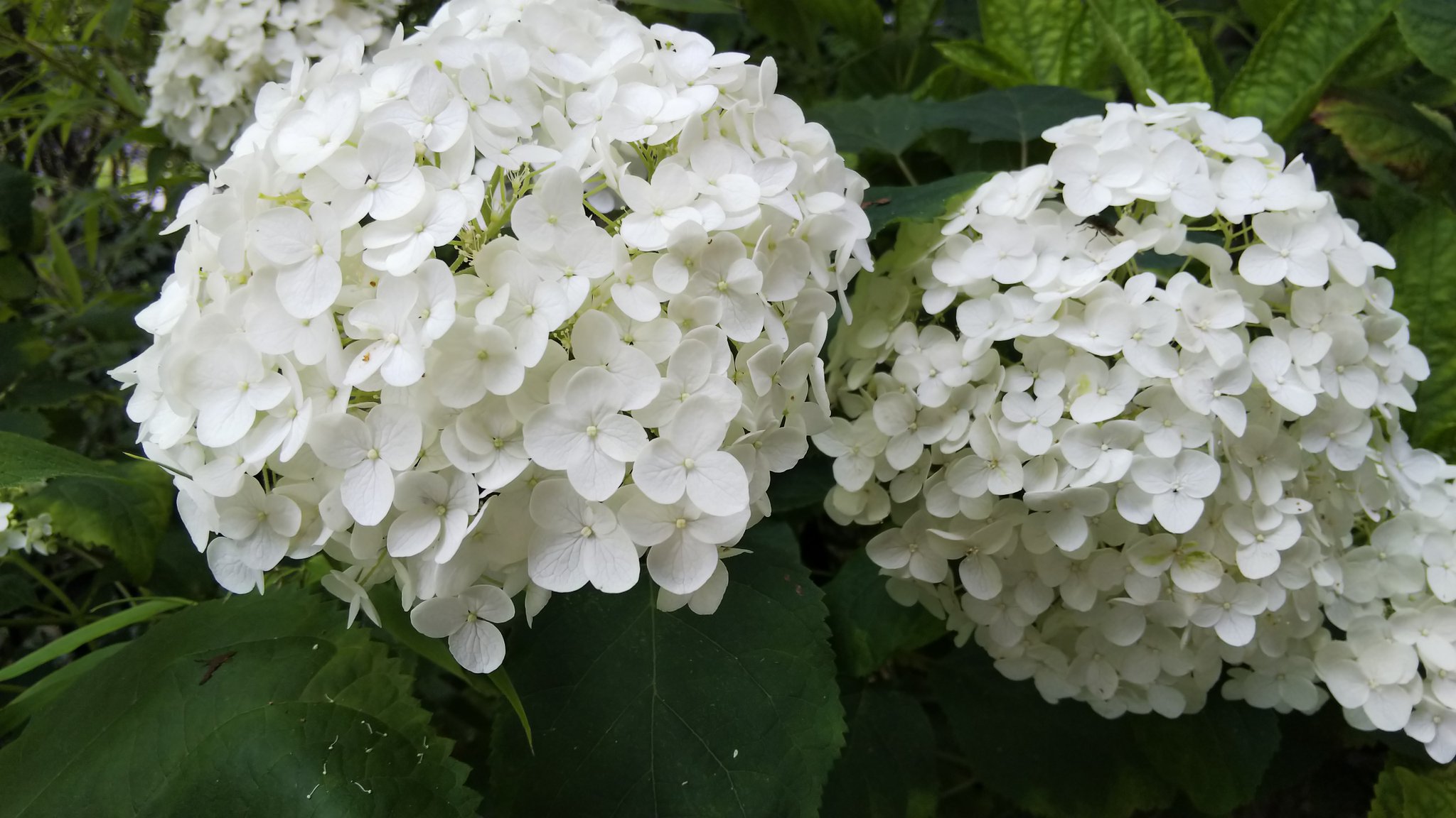 馬場 夏紀 以前 投稿した紫陽花が黄緑から白に変わっています 七変化という別名があるように不思議な魅力を持つ植物だと思います 紫陽花 アジサイ あじさい 黄緑 白 変わる 七変化 手鞠花 刺繍花 不思議 魅力 梅雨 雨 素敵 T Co
