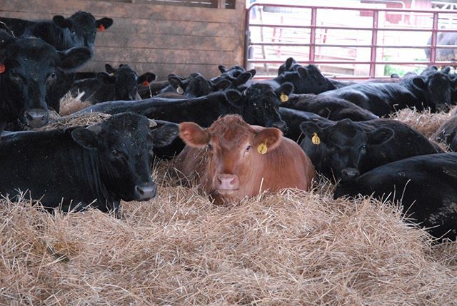NYBeefCouncil's tweet photo. Nope…not gettin up!
#nybeef #beeftogether #moomonday #mondayblues #agchat #cattletales #agnerd #cowlover #instacows #cattle #angus #moo #cowtime #cows #farm #farmlife #barnlife #agriculture https://t.co/XbXhrgVsJZ https://t.co/2bVoh1KQub