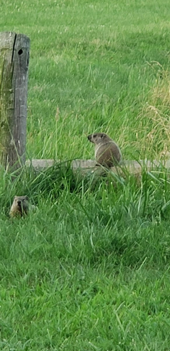 While looking for the groundhog I see often at the beach, I found he has a friend!  #cuteness #grounghogs #beachlife