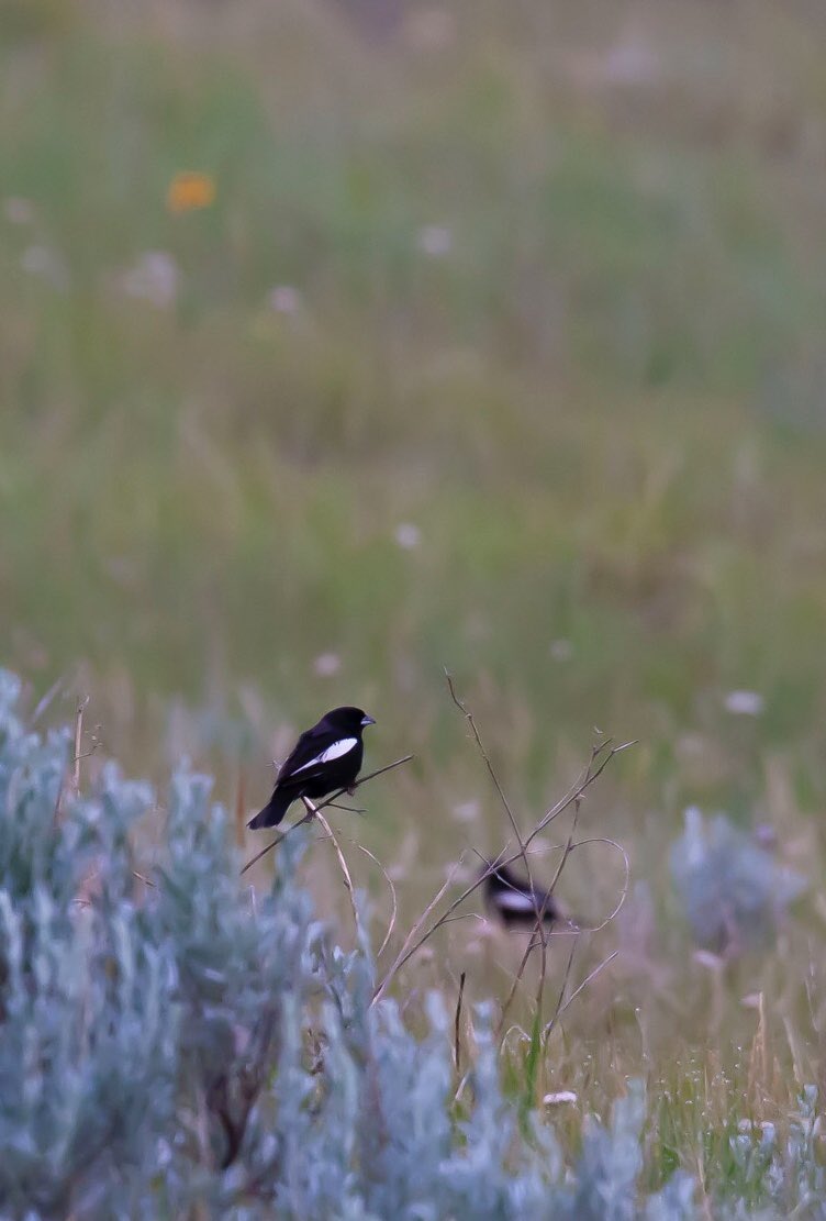 Double Lark Buntings on the Montana prairie. #larkbunting #grasslandbirds #montana #prairie
