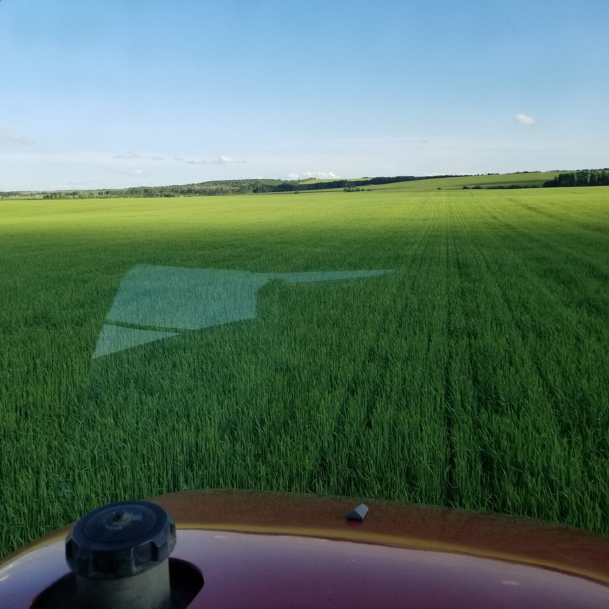 LenzyJ's tweet photo. Fungicide season here in the beautful Blindman Valley has begun !
Thanks to @ChrisSpasoff for the timing advice using Quilt from @syngentacanada on this Synergy.
@MaltAcademy @AlbertaBarley
#maltmasters https://t.co/KdQgk9DCNA