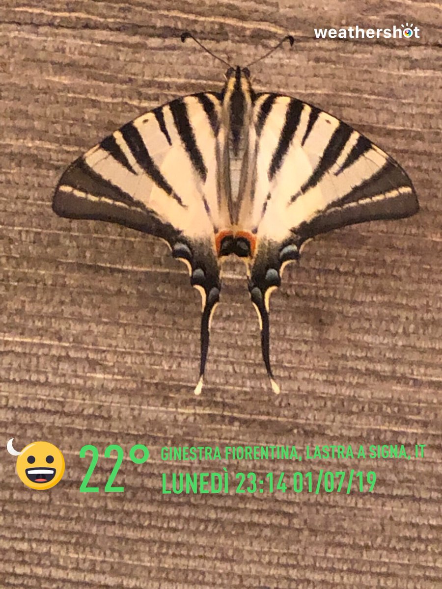 CheccaErli's tweet image. 😀🌙 22°C #Ginestra Fiorentina, Lastra A Signa #weathershot

Photo made by Weathershot!