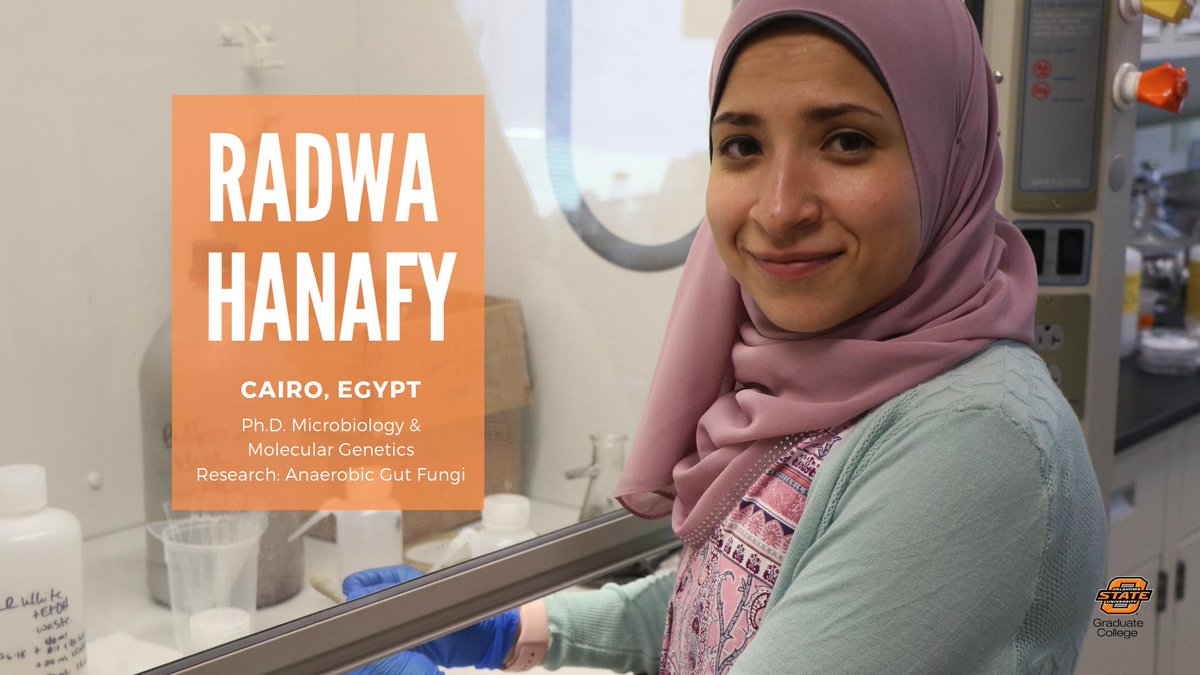 okstategc's tweet photo. Meet Radwa Hanafy!

Hanafy is a Ph.D. student in the Microbiology &amp; Molecular Genetics program from Cairo, Egypt. Her research on anaerobic gut fungi led her to receive one of the 2019 &amp; 2020 Dr. Homer &amp; Mrs. May Tang Graduate Fellowship. 

#okstategc🍊 https://t.co/N11EcC5lzd
