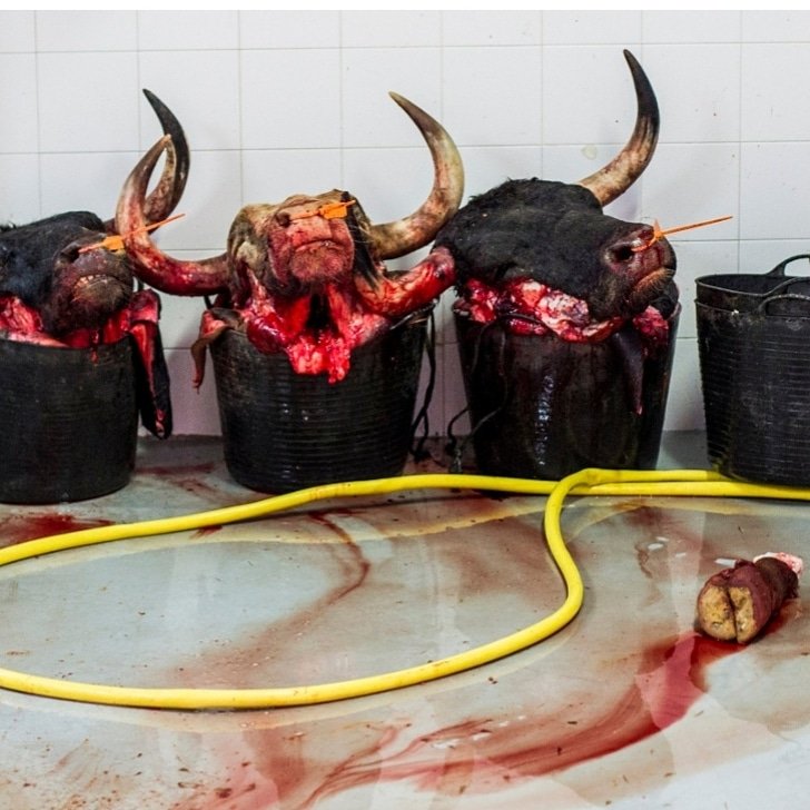 tanoros2's tweet photo. Vamos a intentar visibilizar el lado oscuro, y real, de los Sanfermines. Sube fotos de la realidad oculta, de la tauromaquia, que es en lo que se sustentan esas fiestas tan disfrazadas y populares... Utiliza el hashtag: #Sanferminesdarkside https://t.co/NVR9DS1Gg3