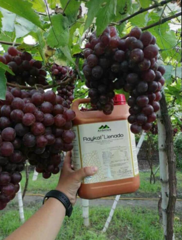 AtlanticaAGRI's tweet photo. 👨🏻🌾🍇 ¿Qué tal están amigos? Hoy les traemos esta imagen donde se está llevando a cabo la aplicación de #Raykat llenado en cultivo de uva en la Unión - Valle (Colombia) ⏩ https://t.co/V36KkzsgwP
😉 ¡Muchas gracias a nuestros amigos de Distribuidora Agrumceres por la foto! https://t.co/oxcfgHZAU8
