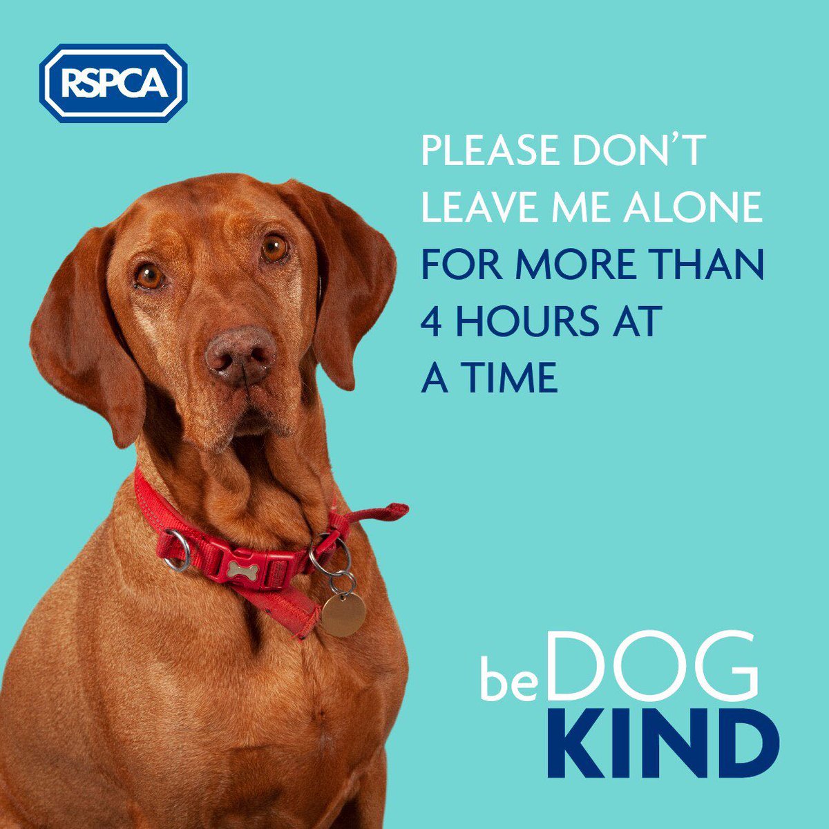 Are you #DogKind? 🐾 For information on how to spot signs of separation anxiety and for advice on how to be #DogKind, please visit our website bit.ly/2xoRWQI for more info!