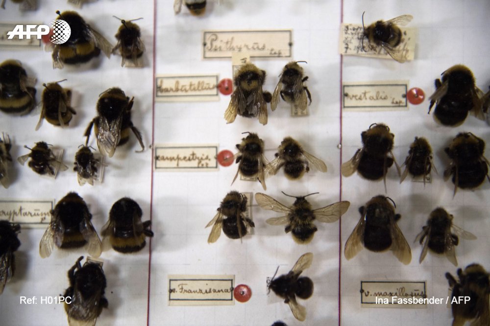afpfr's tweet photo. Pendant 30 ans, ils sont passés pour de paisibles excentriques en relevant leurs pièges à insectes dans la campagne allemande. Mais ces entomologistes amateurs ont bâti un trésor scientifique: ils ont documenté le pire épisode d'extinction depuis les dinosaures #AFP 

THREAD ⬇️ https://t.co/XKFE4vc5Fg