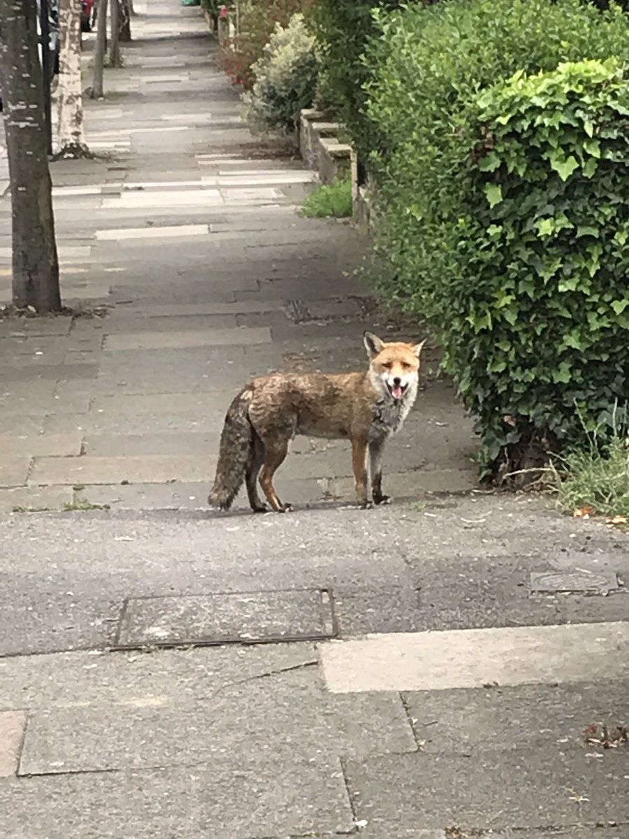 Right next to my mum’s #Ealing home today. #londonfoxes