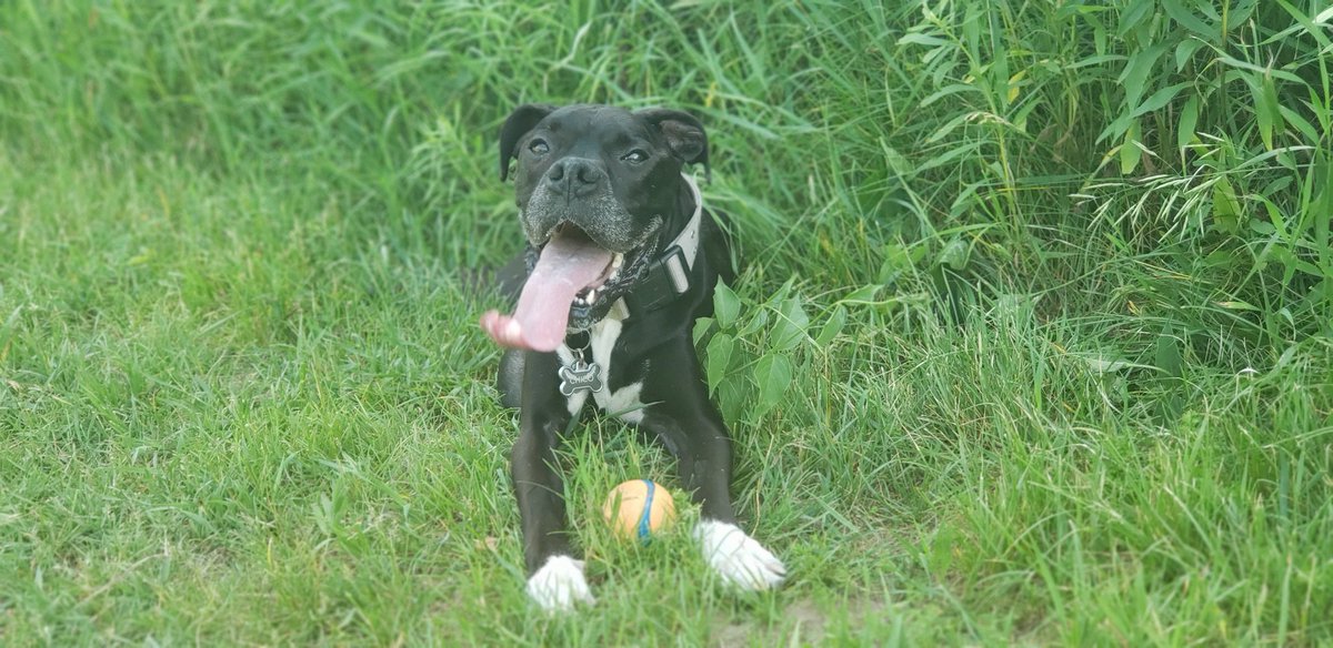 Celebrating #CanadaDay2019 visiting one of the many amazing trails in the <a href="/YorkRegionGovt/">York Region</a> area! #dogsoftwitter #CanadaProud