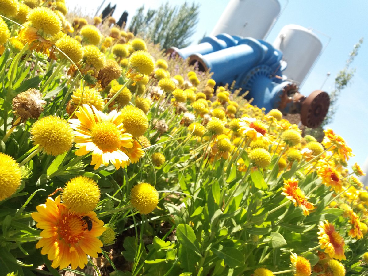 dgarrotix's tweet photo. 1r Concurso de 📸 #BiOClick de @suezES. Iniciativa en favor de @SEO_BirdLife.
3r premio con "Polinizando junto a una bomba", tomada en la #ETAP #SantJoanDespí de @aiguesbcnclient a la vuelta de un mantenimiento de analizadores online. Fotos 😍 de #Biodiversidad en instalaciones!. https://t.co/J6d7r5wQfH