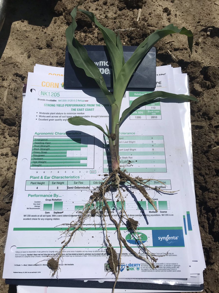 LukeRivir's tweet photo. Out with the old and in with the NEW 112 day from #NKSeeds NK1205-3120! 🌽🌽🌽Better emergence, root strength, and drought tolerance than NK1284. #2020Future https://t.co/3NX1dBBQa7
