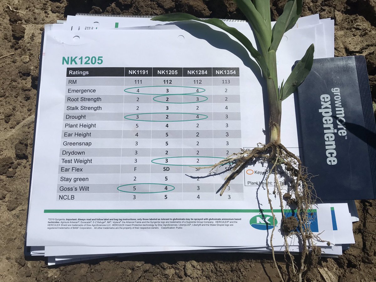 LukeRivir's tweet photo. Out with the old and in with the NEW 112 day from #NKSeeds NK1205-3120! 🌽🌽🌽Better emergence, root strength, and drought tolerance than NK1284. #2020Future https://t.co/3NX1dBBQa7
