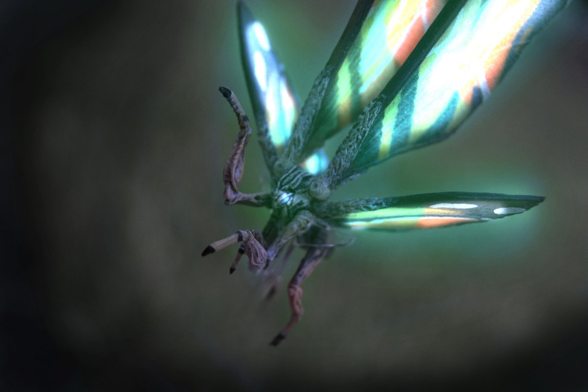 silverknightSP's tweet photo. All Hail Mothra, Queen of the Monsters...

Figure by @NECA_TOYS, Photos by Me
#Mothra #GodzillaMovie #NECAMothra #Godzilla #NECA https://t.co/tMDBsPvDaS