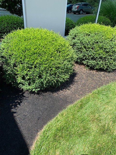 Good afternoon, below some pics of our mulch dye, some good before and after pics as well.  We would love to help your company out with colorants, let me know!