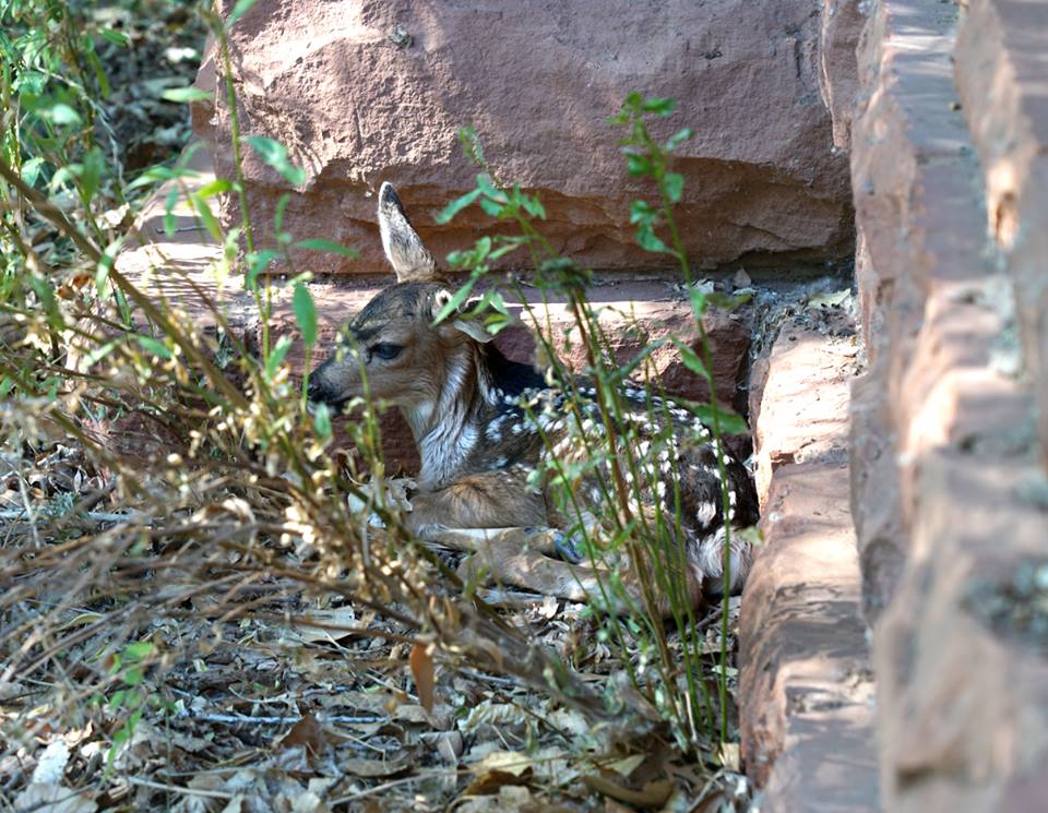 ZionNPS's tweet photo. Do not move fawns! If you find a fawn, its mother is likely nearby and will return. Keep your distance and quietly leave the area without disturbing it. Never attempt to feed, touch, or move a wild animal while in Zion. Sick or injured animals should be reported to a park ranger. https://t.co/iQTodPbXGB
