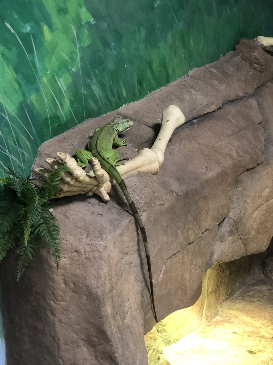 Tagged along with <a href="/WUSDK12/">WUSD</a> summer school to <a href="/SeaQuestUSA/">VisitSeaQuest</a>, kids are having a blast and enjoying this experience!