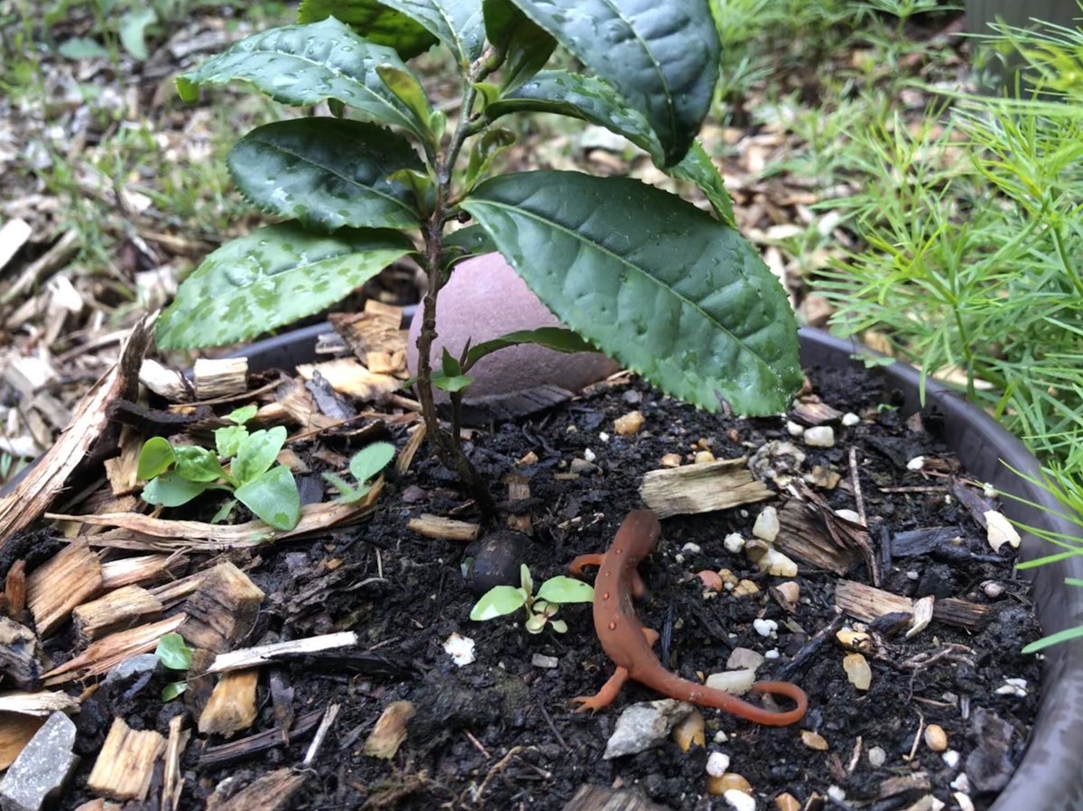 TeaSwallow's tweet image. Baby dragon playing in the tea