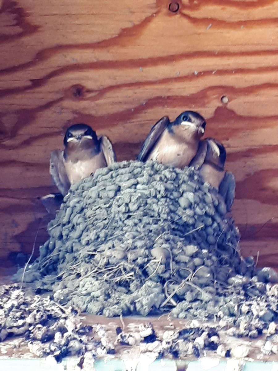 SaskPCAP's tweet photo. Happy Canada Day from PCAP!
We hope you are spending the day with family and friends!
Pictured: Beaver Family, Black-tailed Prairie Dogs, Barn Swallow family
#CanadaDay #Sask #wildlife #Nature4All #prairie #beavers #beaversofinstagram #swallows #prairiedogs #CanadaDay2019 https://t.co/MZggDmhUHO