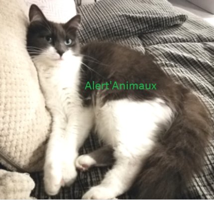 Missing Animaux 81 On Twitter 010719 Perdue Chatte Blanc