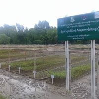 PlanBurma's tweet photo. 20190629 #ThePLAN Public Legal Aid Network >met communities @#Yangon Region, KonChanKone sub-township, LetKhokKone & SelEainTan coastal areas, #CF Community Forestry #Mangroves #Restorations Plantations
& >observed #MONREC Minister's Visit to WIF assisted communities CF Mangroves https://t.co/SsGPNoiwSZ