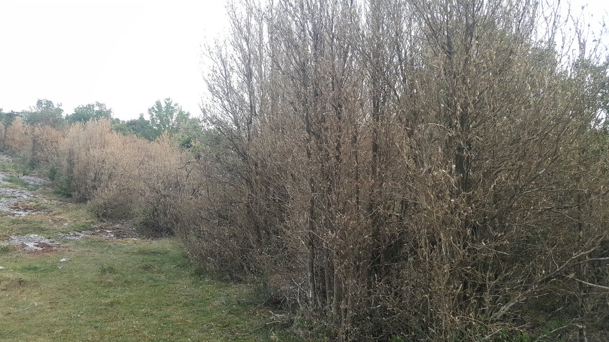 Boixos de sobre els cingles de collsacabra.  42.035337,2.520807.
<a href="/AlertaForestal/">AlertaForestal</a> <a href="/boix_el/">Salvem el boix</a>