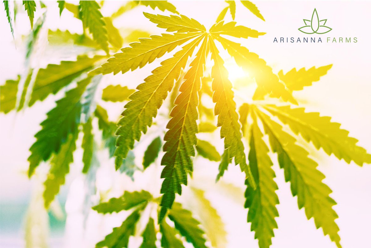 ArisannaFarms's tweet photo. โ๏ธ Did you know โ๏ธ
Hemp leaves are a sustainable alternative for compost, mulch and animal bedding?
#Hemp #HempFacts #HempStats #ArisannaFarms #HempAF #CBD #Cannabis #CannabisCommunity #HempFarming #HempLeaves #NowYouKnow https://t.co/tZaOeh24zF