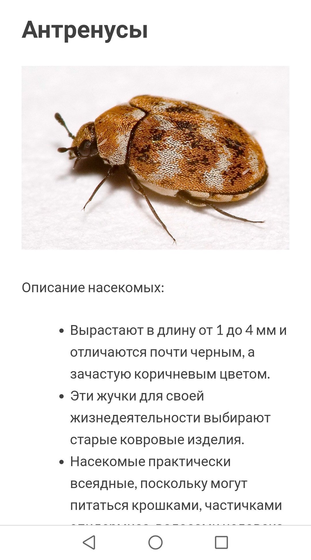 Кожеед причины появления