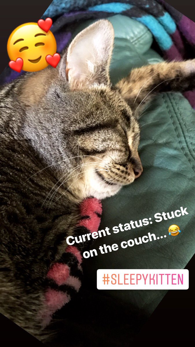 kittystavern's tweet image. #PetParentProblems 😂