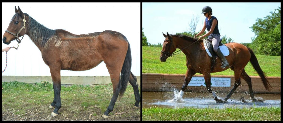 Days End Farm Horse Rescue has rescued and rehabilitated more than 2,300 horses since 1989! 😱😳 Read more about <a href="/DEFHR/">DEFHR</a>'s incredible work here!:  bit.ly/2JnoSi6