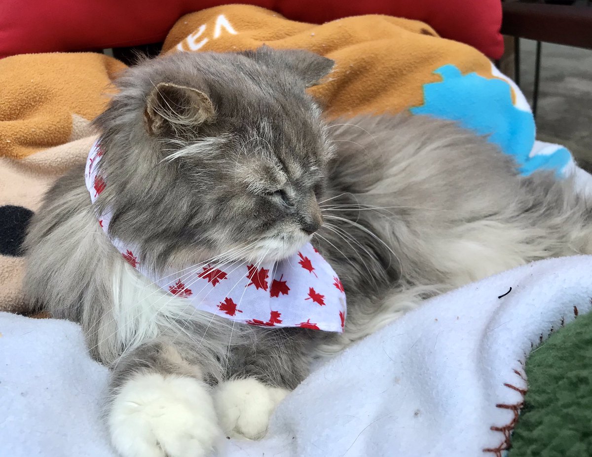 Happy Canada and Napping Day!! Miss you Teddy Bear!! 😻🇨🇦