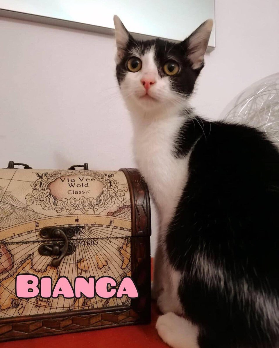 CanuzziE's tweet photo. Questa adorabile micina?
Anche Bianca cerca casa🏠😺 https://t.co/CuhWAYUAPr