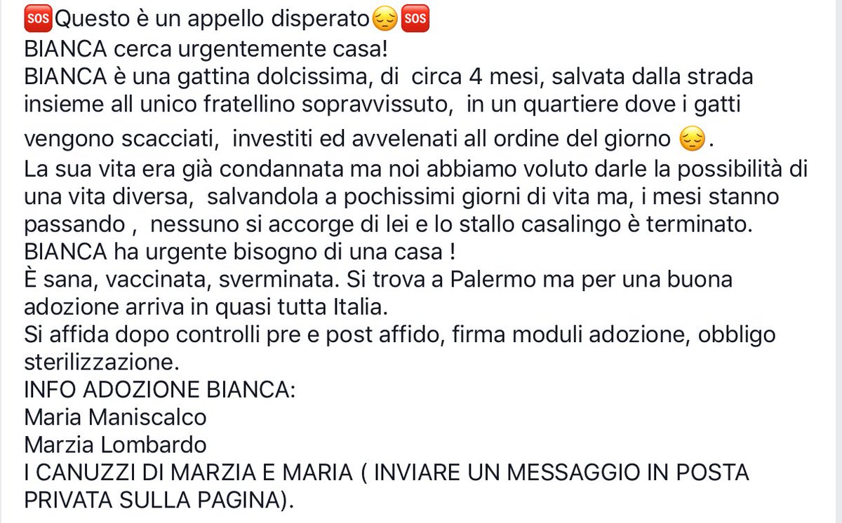 CanuzziE's tweet photo. Questa adorabile micina?
Anche Bianca cerca casa🏠😺 https://t.co/CuhWAYUAPr
