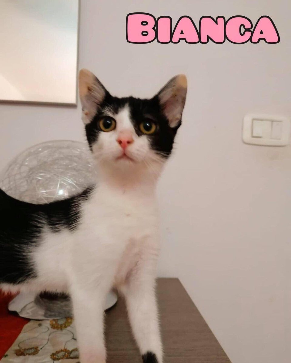 CanuzziE's tweet photo. Questa adorabile micina?
Anche Bianca cerca casa🏠😺 https://t.co/CuhWAYUAPr