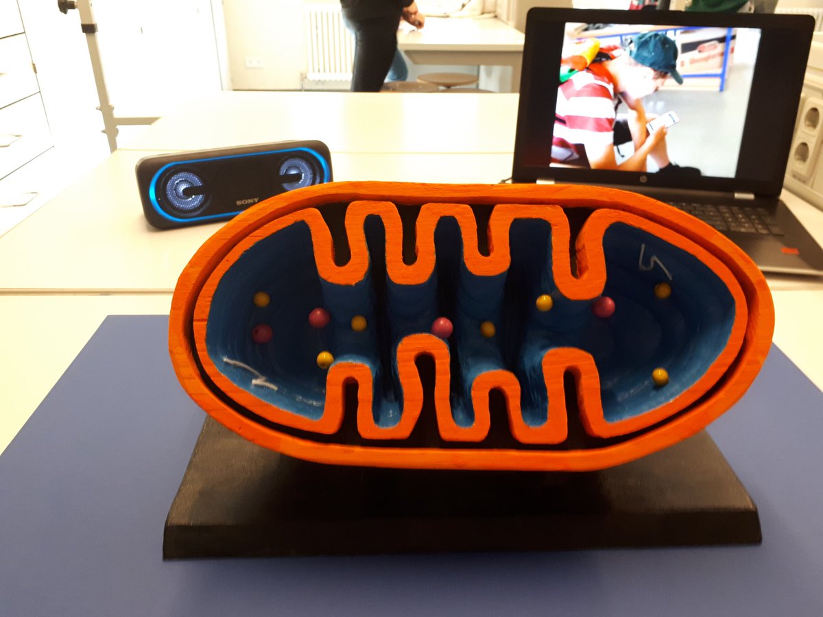 kammmia81's tweet photo. Gewinner des Wettbewerbs "Modelle in der Biologie" der Don-Bosco-Schule #Mitochondrium #biologie #biologieuntericht #Schülerprojekt #rostock https://t.co/IYnPRGpJV4