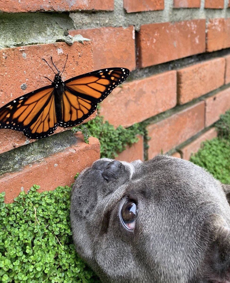 This is Mochi. He found a garden friend. Would like to know where they got those wings and if maybe they come in his size. 13/10